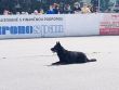 Psovodi predviedli ukku kynolgie na zkladnej kole vo Zvolene
